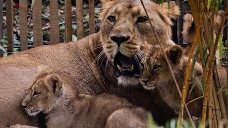 „Stark entkräftet“ – Kölner Zoo lässt zwei Löwenbabys einschläfern