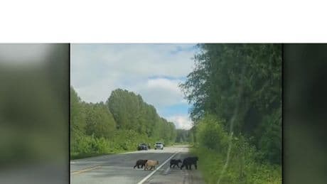 Video captures rare Kermode bear cub crossing northern B.C. highway