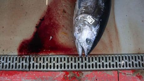Pêche industrielle : une victoire pour l’ONG Bloom et une lueur d’espoir pour le thon et la biodiversité dans l’Océan Indien
