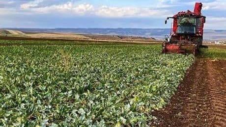 Bakanlık duyurdu: Çiftçilere destek ödemesi yatırılacak