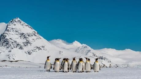 Doğa ve iklim arasındaki bağ: Penguen dışkısı Antarktika'nın ısısını düşürüyor