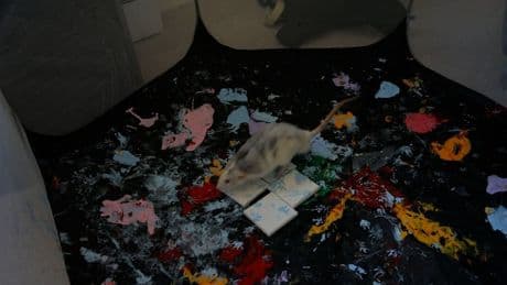 Bis zu 580 Euro für Mini-Bild - Ratten malen kleine Kunstwerke