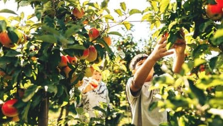 End-of-season sale offers last chance to buy unique apple tree for a fraction of its full price