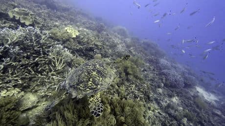 Trump paves the way for deep-sea mining