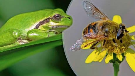 Biodiversiteit Nederland steeds slechter: schoon drinkwater en gezond voedsel onder druk