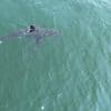 Great white sharks head north, following seals and alarming beachgoers