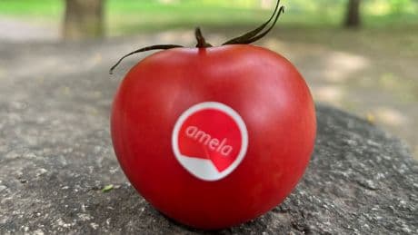 Ihr Preis ist unglaublich - So schmeckt die teuerste Tomate der Welt