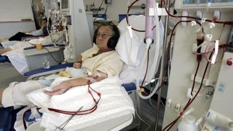 Estados Unidos aprueba un estudio para sustituir la diálisis por implantes de hígado de cerdo