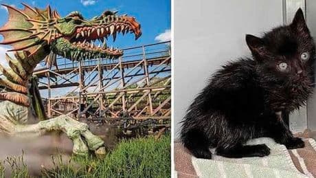 Twee kittens gedrenkt in olie aangetroffen in achtbaan van Efteling: ’Wat een avontuur’