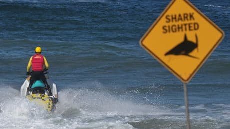 Shark kills beachgoer near Sydney