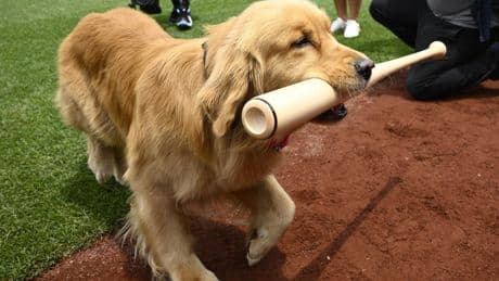 Nationals' bat-retrieving dog Bruce laps up pregame attention, makes MLB debut