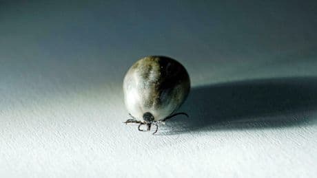 La maladie de Lyme, fléau invisible qui gagne du terrain