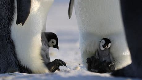 What It Took To Film ‘Secrets Of The Penguins’ In -40° Cold