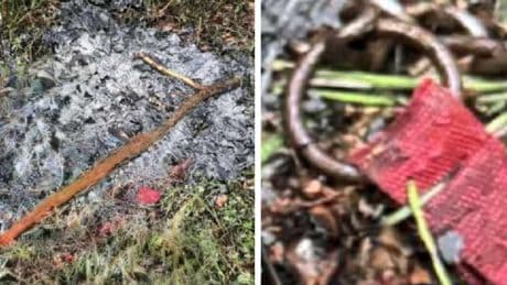 Dead dog found burned in Dundee woods as police probe ash pile near cemetery