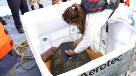 Liberad a Jorge: la tortuga que vuelve a casa tras 40 años de cautiverio