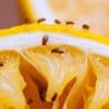 Fruitvliegjesplaag in volle gang, exotische insecten ook in Brussel en Antwerpen: met deze tips voorkom je invasie