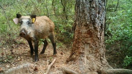 Imagen insólita: aparecen jabalíes bañándose en el puerto de Denia