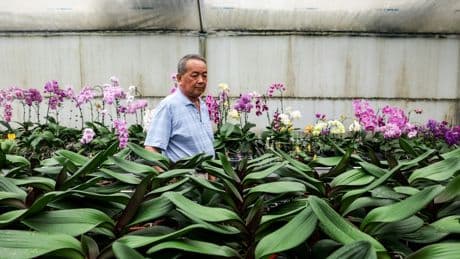 Taïwan : les producteurs d’orchidées sous pression après l’instauration des droits de douane de Trump