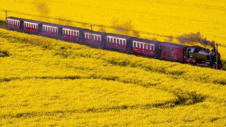 Feiern: Sternberg feiert Landesrapsblütenfest - 190.000 Hektar in MV