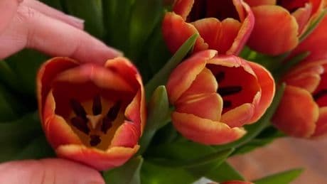 Video - Mit diesem Trick stehen Blumen länger