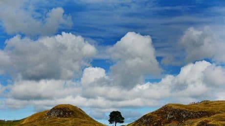 I judged people who were upset over the Sycamore Gap tree – I was wrong