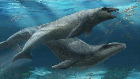 Scientists discover astonishing razortooth whale which lived 25 million years ago