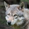 Belgische wolf gespot in Duitsland: dier stamt af van roedel Hoge Venen