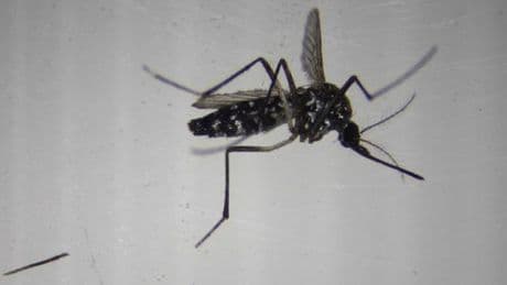 Chikungunya : une transmission autochtone détectée dans la région Grand-Est « confirme le risque important » en métropole