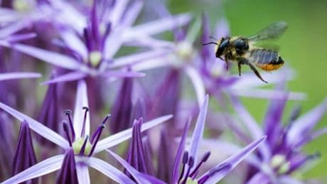 Insecticide "tueur d'abeilles", risques pour la santé... Ce qu'il faut savoir sur l'acétamipride au cœur de la mobilisation des agriculteurs