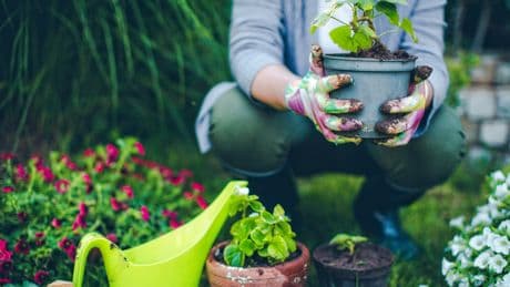 Aufgaben für den Sommergarten: Ein beliebtes Obst sollten Sie bis August pflanzen