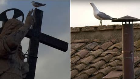 Il gabbiano del Conclave: l??inviato speciale? con vista sulla fumata