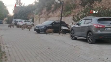Kuşadası sokaklarını acıkan domuzlar istila etti