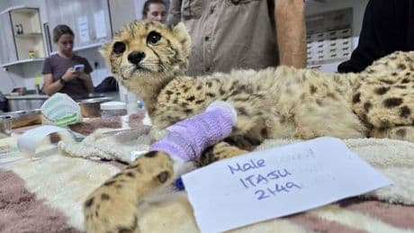 Cheetah cubs rescued before they are lost to illegal trade