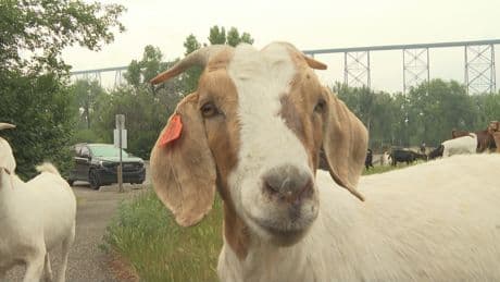 Lethbridge goats chew through problem weeds for 7th year