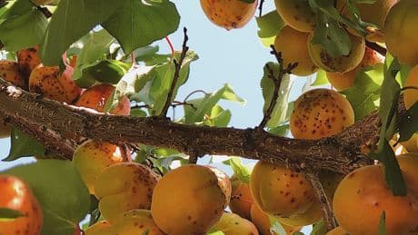 Kayısıda ihracat hızla düşüyor