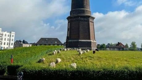 Borkum: Schafe als Rasen-Mäher und Touristenattraktion