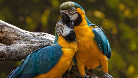 Inteligencia Animal, los loros nos asombran