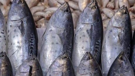 Karadeniz'in su ürünleri ihracatı arttı