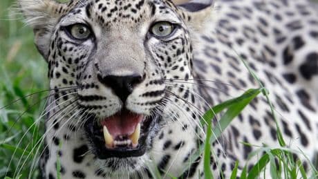 How Saudi Arabia Is Rescuing Endangered Arabian Leopards And Gazelles