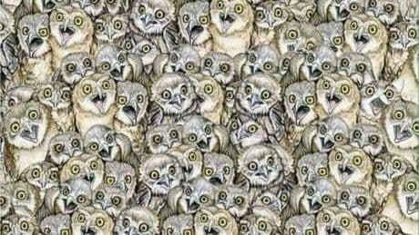 Suchbild: Finden Sie die Katze zwischen den ganzen Eulen?