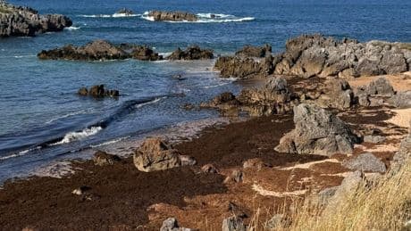 La plaga de algas sigue: se recogen 4.000 toneladas en una semana en dos playas