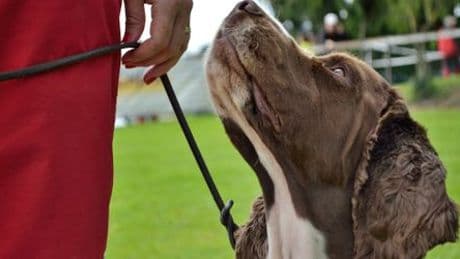 Hunde in Niedersachsen: Testen Sie im Quiz, ob Sie den Hundeführerschein bestehen würden