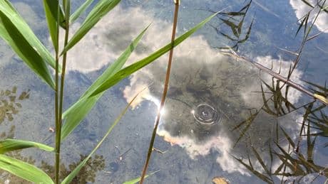 Bild der Woche: Libellenwasser nördlich von Berlin
