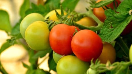 El campo español, harto del descontrol de Sánchez con los tomates 'fantasma' de Marruecos
