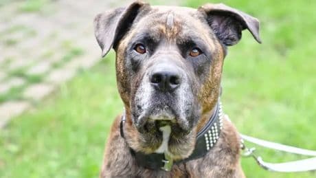 Tierheim Berlin: Hund Syliess sucht ein neues Zuhause