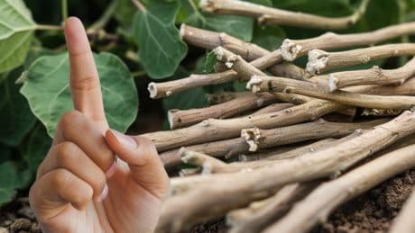 Beliebtes "Superfood" gefährlich? Bundesinstitut für Risikobewertung warnt vor Schlafbeere