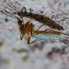 Virus du Nil occidental : un premier cas autochtone détecté en région Provence-Alpes-Côte-d'Azur