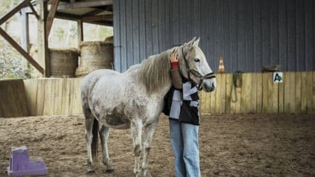 « J’ai l’impression d’être davantage dans mon corps » : Aux Écuries de Mortefontaine, les femmes victimes de violences apprennent à se reconstruire en dansant avec les chevaux