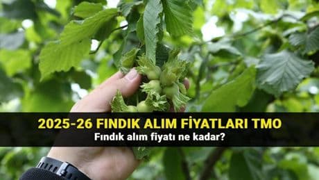2025 fındık fiyatları belli oldu mu? Fındık fiyatlarında son durum