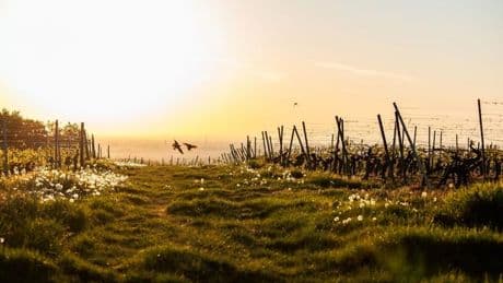 Rheinland-Pfalz und Saarland: Gewitter mit Starkregen - sinkende Temperaturen